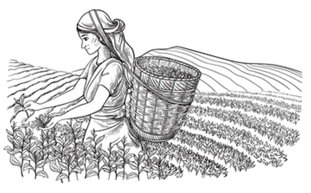 নাৰী স্বাধীনতা আৰু চাহ শ্রমিক নাৰী স্বাধীনতা আৰু চাহ শ্রমিক